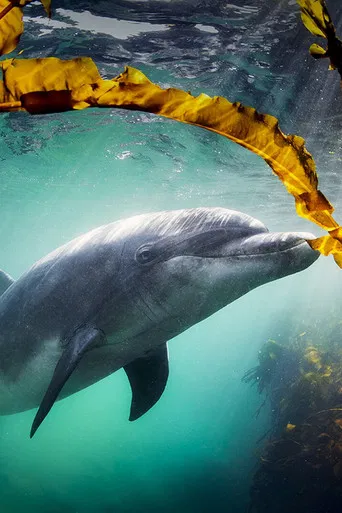 Why We Love Dolphins poster