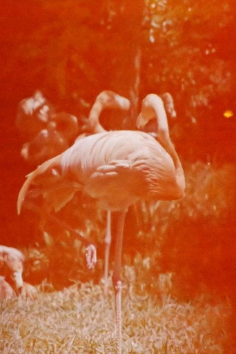 Movie poster for Sleeping Flamingo (2018)