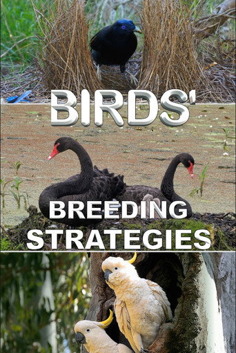 Movie poster for Birds' Breeding Strategies (2022)