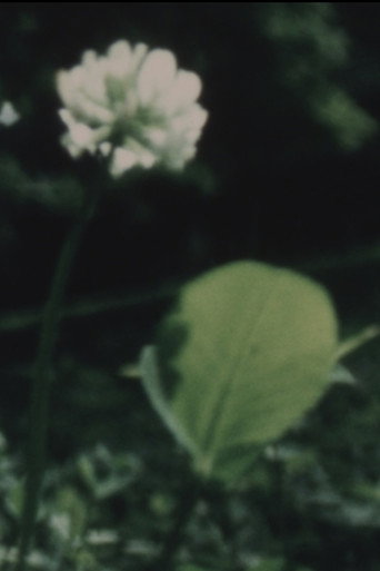 Movie poster for Wildflower (1982)