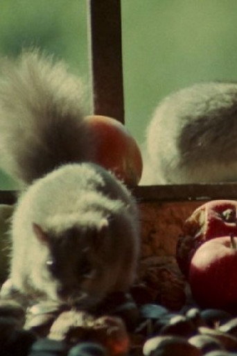 Movie poster for Dormouse (1977)