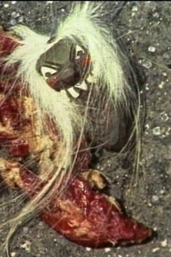 Movie poster for Beaten Meat Glamour (1996)