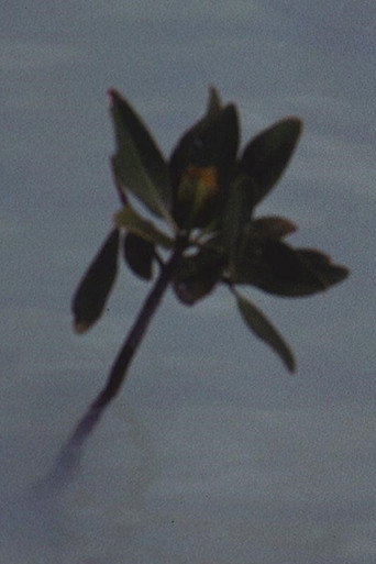 Movie poster for Mangrove Ring (1971)