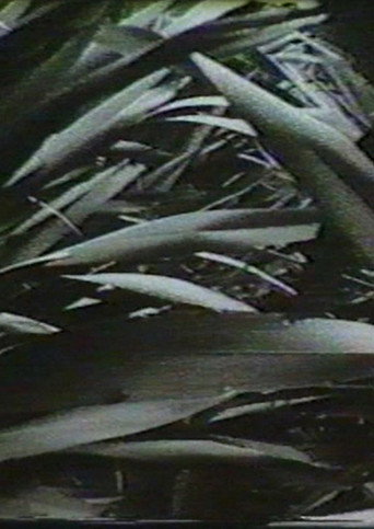 Movie poster for Sensation '77: Mimicry (1977)