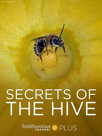 Movie poster for Secrets of the Hive (2015)