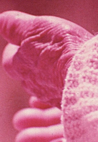 Movie poster for Elasticity (1975)