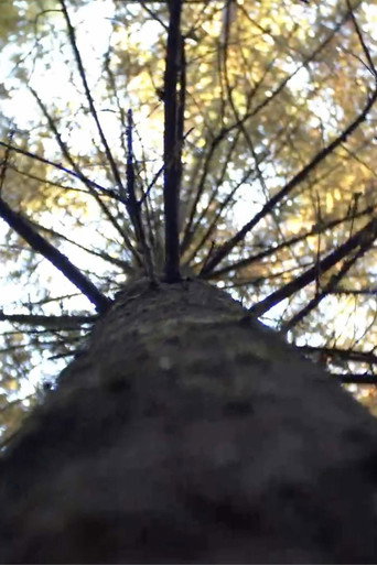 Movie poster for Forest (2024)