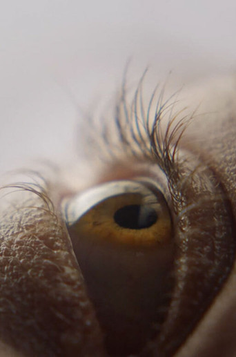 Movie poster for Eyelash (2019)