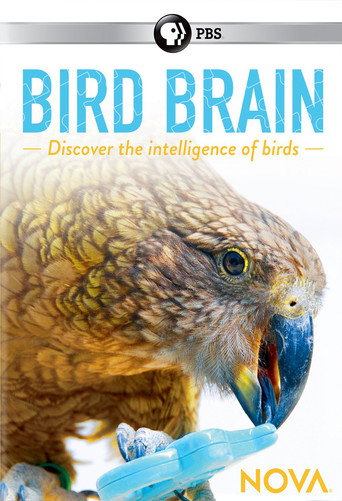 Movie poster for NOVA: Bird Brain (2017)