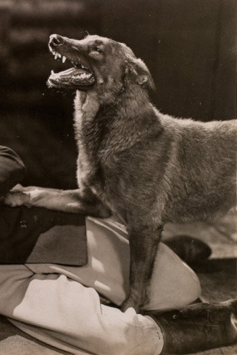 Movie poster for The Hound of Silver Creek (1928)