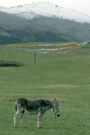 Movie poster for The Boys and the Donkey (2024)