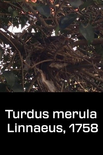 Turdus merula Linnaeus, 1758 poster