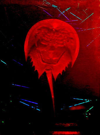 Movie poster for A Horseshoe Crab Story (2023)