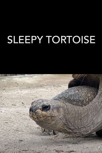 Movie poster for Sleepy Tortoise (2023)