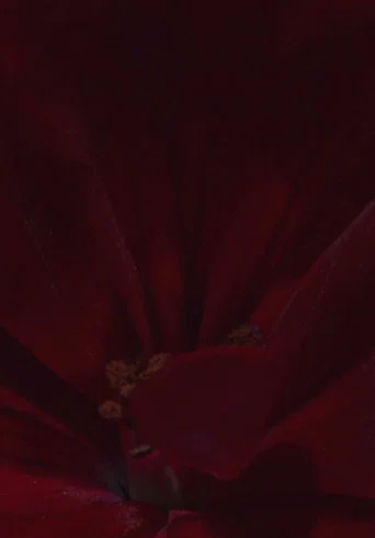 Movie poster for Flowerbed (2017)