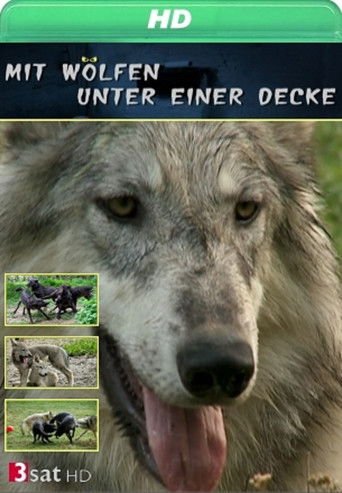Mit Wölfen unter einer Decke poster