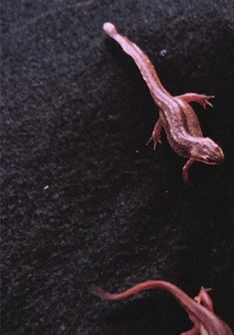 Movie poster for Newt Pauses (2016)