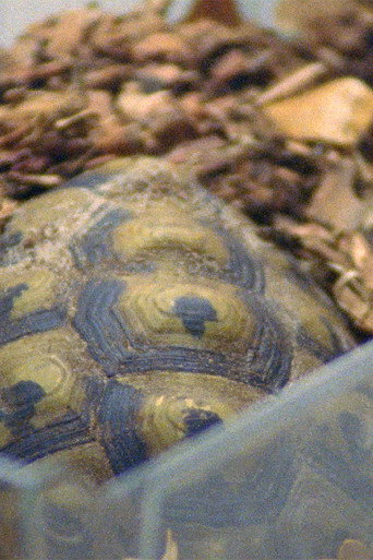Movie poster for Testudo Hermanni (2023)