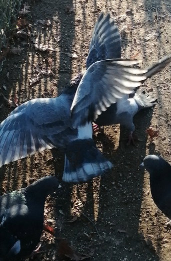 Movie poster for I Saw Mockingbirds laughing under the sun of Valence (2026)