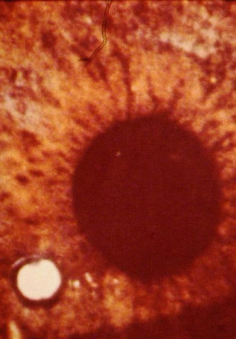 Movie poster for OM (1978)