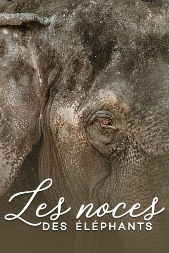Movie poster for The wedding of the elephants (2014)