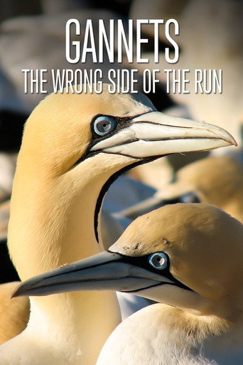 Movie poster for Gannets: The Wrong Side of the Run (2010)