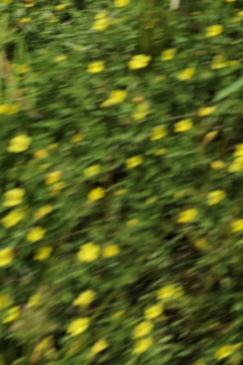 Movie poster for eye see flowers spinning (2024)