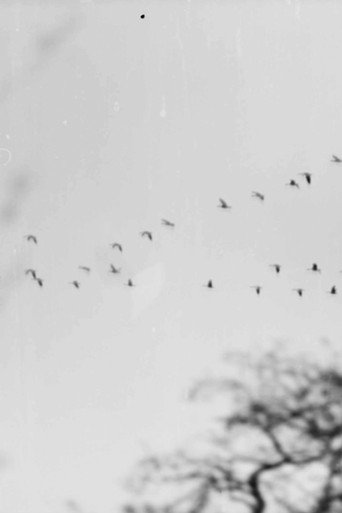 Movie poster for Bird Woman (2023)