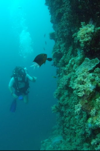 Movie poster for Wonders of the Great Barrier Reef with Iolo Williams (2018)