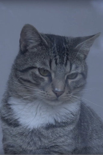 Movie poster for A Day at the Cat Cafe (2019)