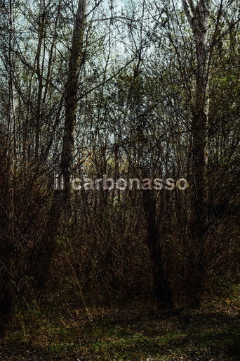 Movie poster for il carbonasso (2021)