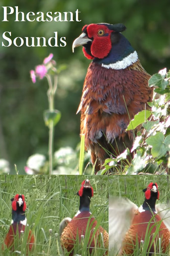 Movie poster for Pheasant Sounds (2022)
