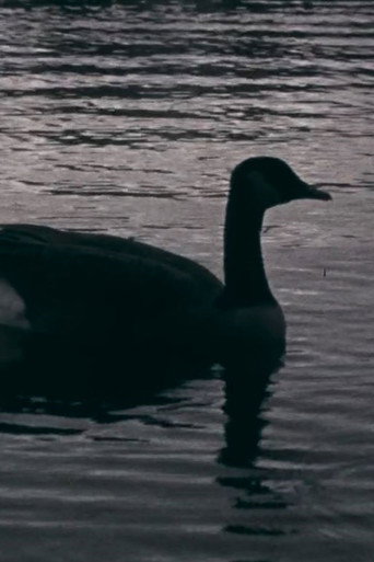Movie poster for Fowl Play (2018)