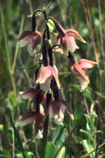 National Parks.... Necessity poster