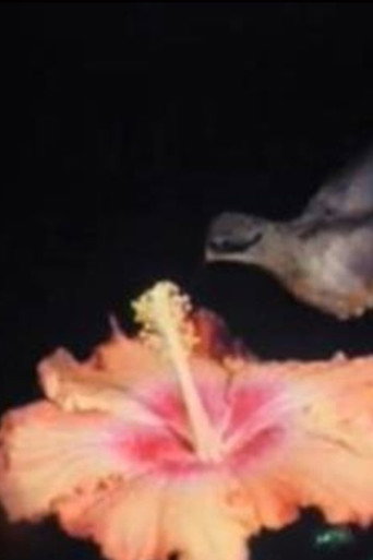Movie poster for Birds of Paradise (2019)