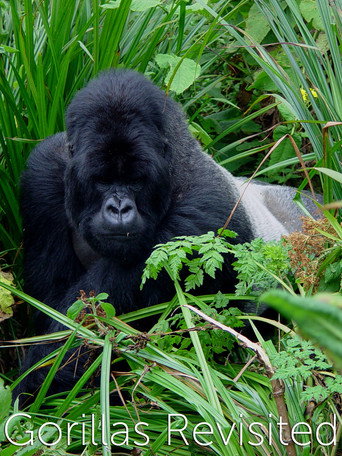 Movie poster for Gorillas Revisited with Sir David Attenborough (2006)