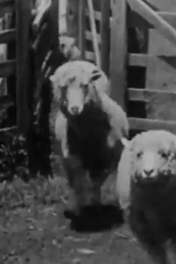 Movie poster for Sheep Coming Through Chute, Humuula Ranch, Hawaii (1906)
