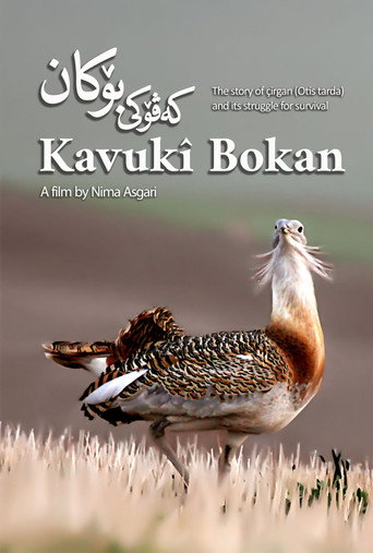 Movie poster for Kavukî Bokan (2024)