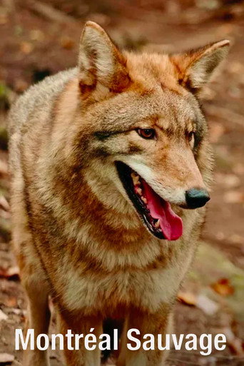 Montréal sauvage poster
