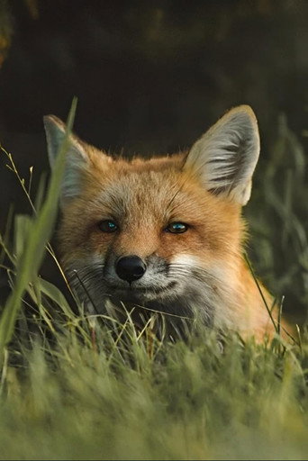 Movie poster for The Fox (1964)