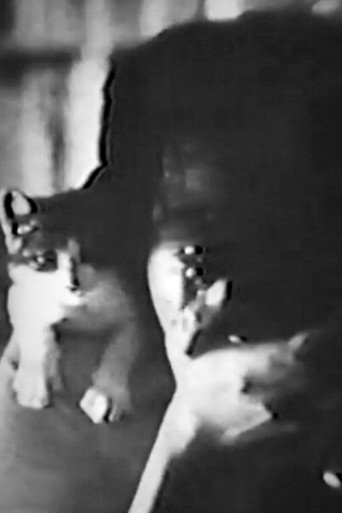 Movie poster for CAT (1985)