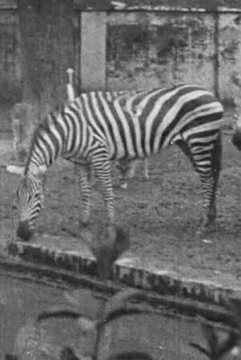 Movie poster for Indian Wildlife Park (1925)