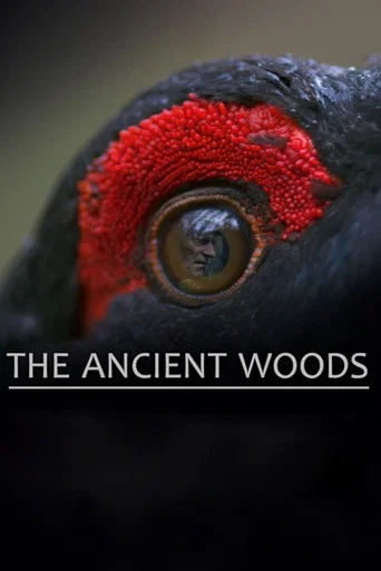 Movie poster for The Ancient Woods (2018)