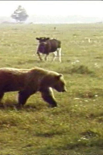 Movie poster for The Adventures of Nida the Bear. Autumn Encounters