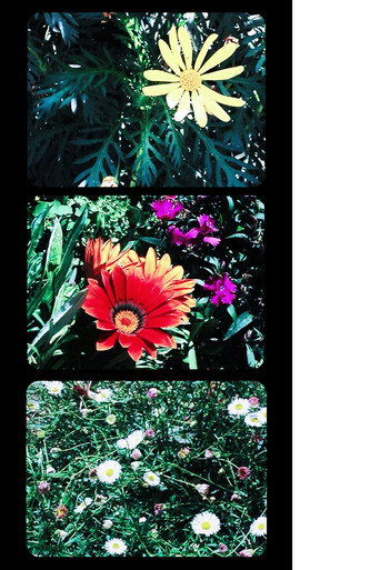 Movie poster for Flowers (2025)