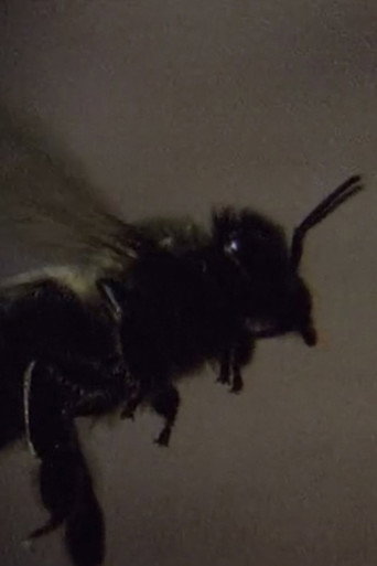 Movie poster for Those Animals That, at a Distance, Resemble Flies (2012)