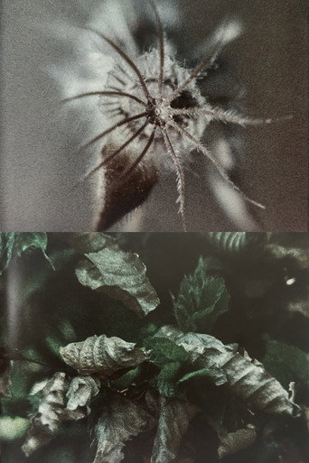Movie poster for Wingseed (1985)