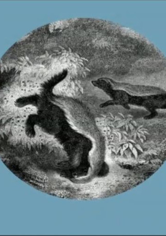 The Kiss of the Honey Badger poster