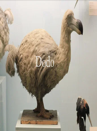Movie poster for Dodo (2023)