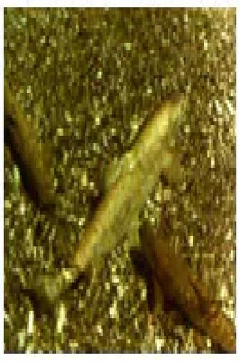 Movie poster for Ohrid Trout (1962)
